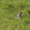 Whinchat